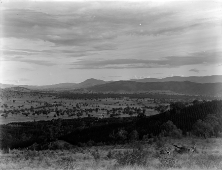 Plantation of pinus radiata pines at Mount Stromlo, looking towards Murrumbidgee River.