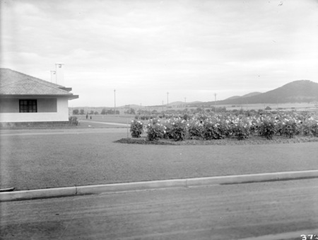 Rose gardens of Hotel Canberra, looking towards Mt Ainslie.