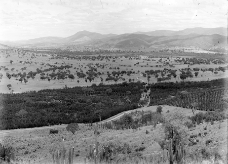 Mt. Stromlo pinus radiata plantation.