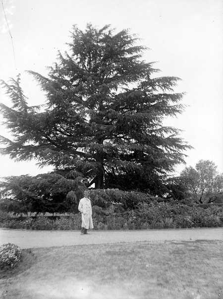 Deodar tree with figure at Government House, Govenor  General's residence. Yarralumla