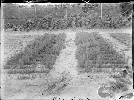 Young plantings at Acton nursery