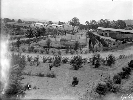 Plantation Acton nursery