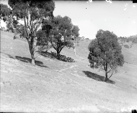 Sheep grazing at Cuppacumbalong