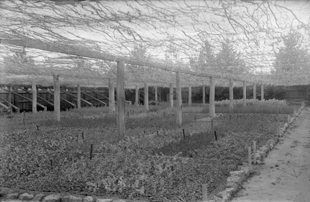 Shade house in Yarralumla Nursery