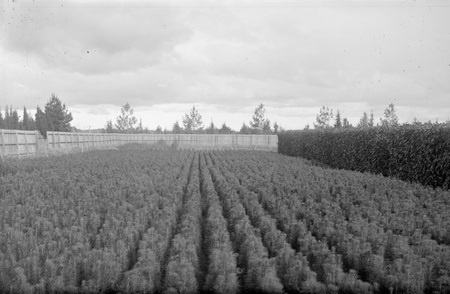Yarralumla Nursery production areas