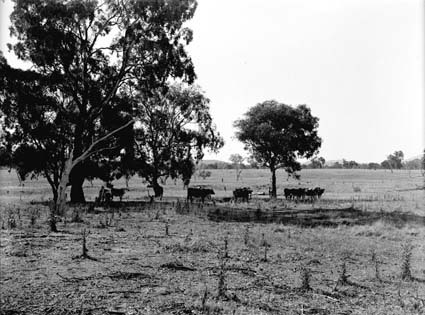 Stock at Cuppacumbalong Station