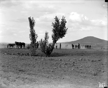 Workmen with horses lanscaping  at the  Parliament House site