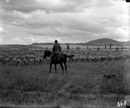 Sheep with drover and dog near Manuka