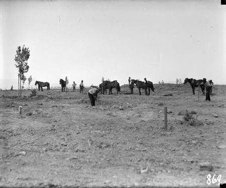 Workmen with horses preparing gardens at Parliament House