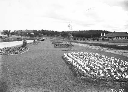 Beds of tulips in the plantation outside Hotel Canberra