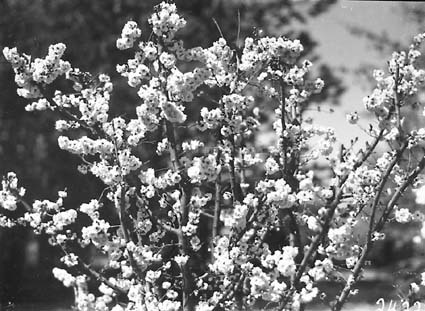 Flowering peach in bloom