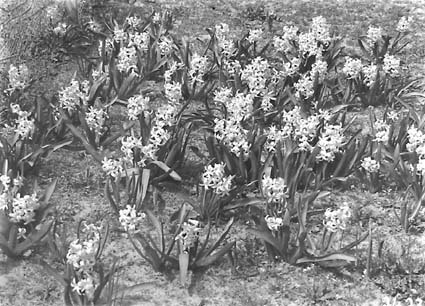 Hyacinths in flower in the plantation outside the Hotel Canberra