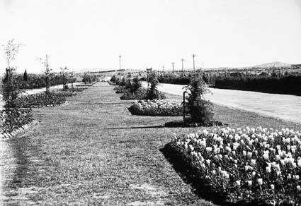 Beds of tulips in flower in the plantation outside Hotel Canberra    
