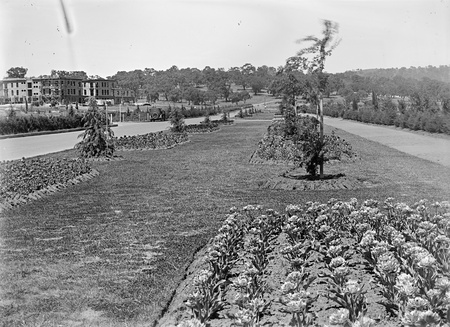 Beds of tulips in the plantation outside Hotel Canberra - West Block in left background