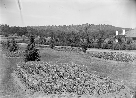 Beds of tulips in the plantation outside Hotel Canberra