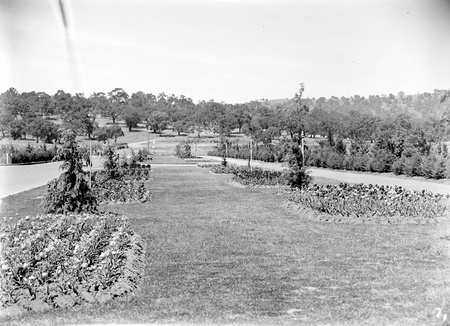 Beds of tulips in the plantation outside Hotel Canberra