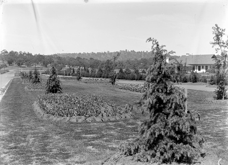 Beds of tulips in the plantation outside Hotel Canberra