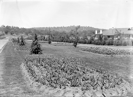 Beds of tulips in the plantation outside Hotel Canberra