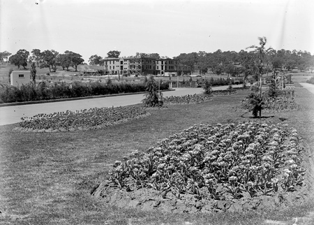 Beds of tulips in the plantation outside Hotel Canberra - West Block in background