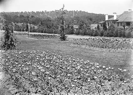 Beds of tulips in the plantation outside Hotel Canberra