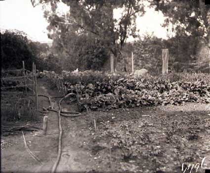 Flourishing vegetable garden