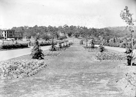 Beds of tulips in the plantation outside Hotel Canberra