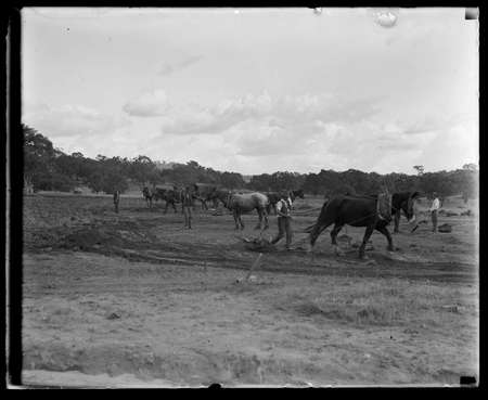 Horses drawing scoops, landscaping for Parliament House.