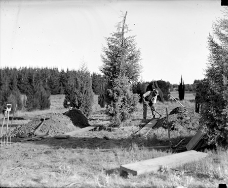 Workmen preparing to transplant a tree