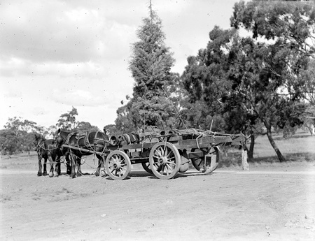 Two horses in tandem harness pulling a lorry loaded with a tree to be transplanted