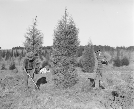 Workmen preparing a tree for transplantation.