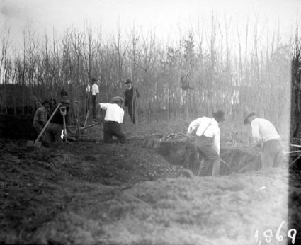 Workmen preparing trees for transplanting at the Acton nursery