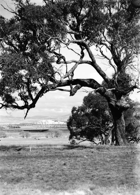 Distant view of Parliament House from Acton.