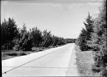 Street plantations.