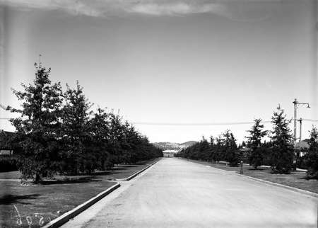 Street plantations. Parliament House in the distance from Euree Street, Reid.
