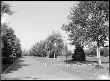Queen Victoria Terrace plantations looking west.