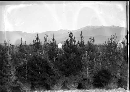 Pine plantation and distant view of 30 inch Reynolds Telescope on Mt Stromlo.