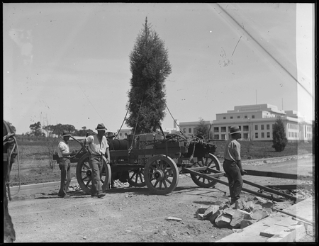 Mobile tree planting windlass and jinker transplanting an advanced tree.
