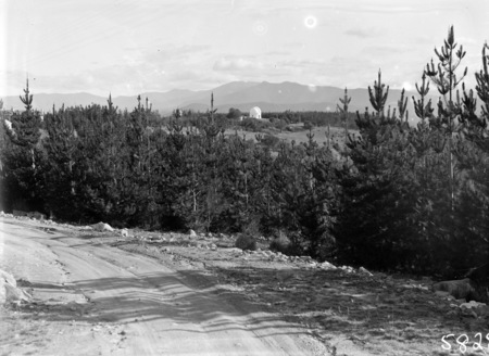 Pine Plantation, Mt Stromlo, with thirty inch Reynolds Telescope in background.