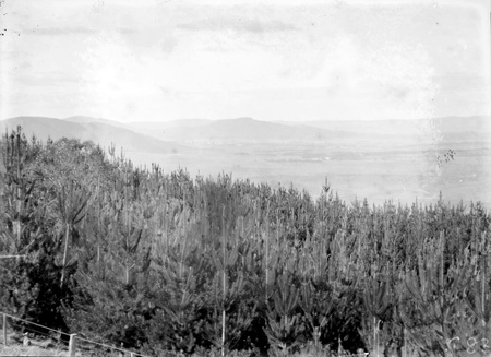 Pine Plantation, Mt Stromlo