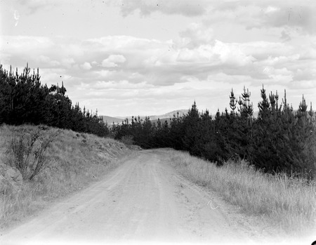 Pine plantations, Mount Stromlo