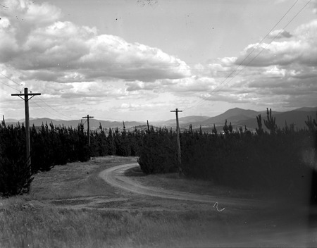 Pine plantations, Mount Stromlo