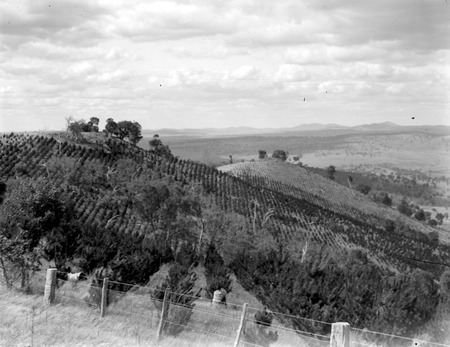 Pine plantations, Mount Stromlo