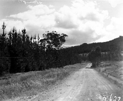 Road through pine plantations, Mount Stromlo