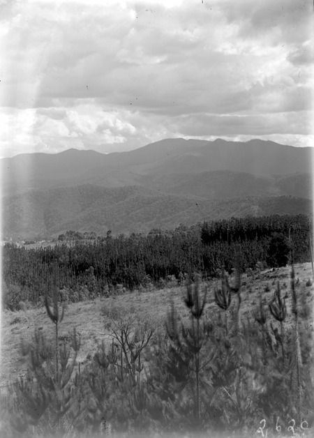 Pine plantations - Mount Stromlo, looking west to the Brindabellas
