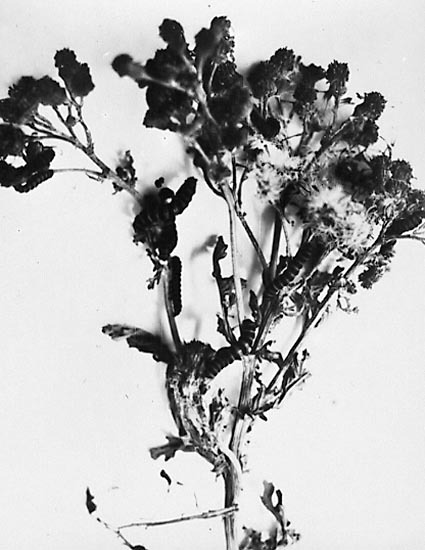Copy of photograph of caterpillars on prickly pear control