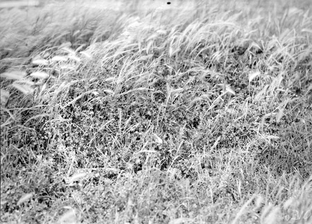 Pasture Land and grasses
