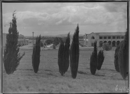 Roman cypress trees on City Hill. Melbourne and Sydney Buildings, Civic Centre with Northbourne Avenue between.