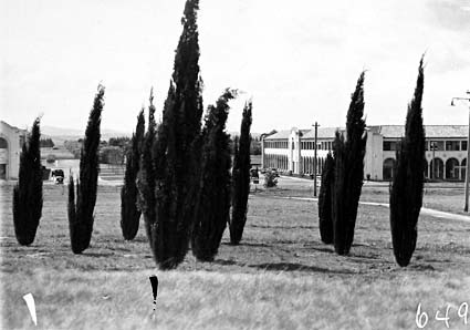 Roman cypress trees on  City Hill. Melbourne and Sydney Buildings, Civic Centre with Northbourne Avenue between
