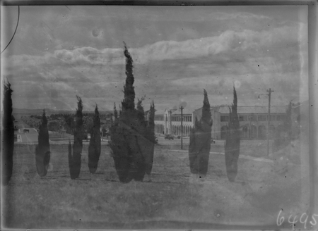 Roman cypress trees on City Hill. Melbourne Buildings, Civic Centre with Northbourne Avenue  on the left.