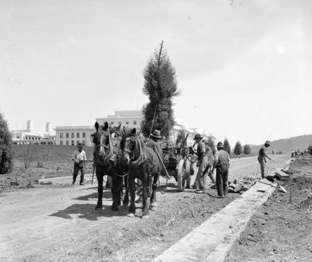 Planting trees near Parliament House with mobile tree planting windlass.